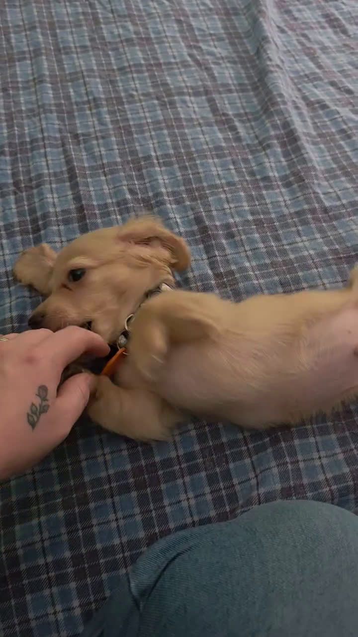 Miniature Dachshund dogs for sale: Luigi - Video 1