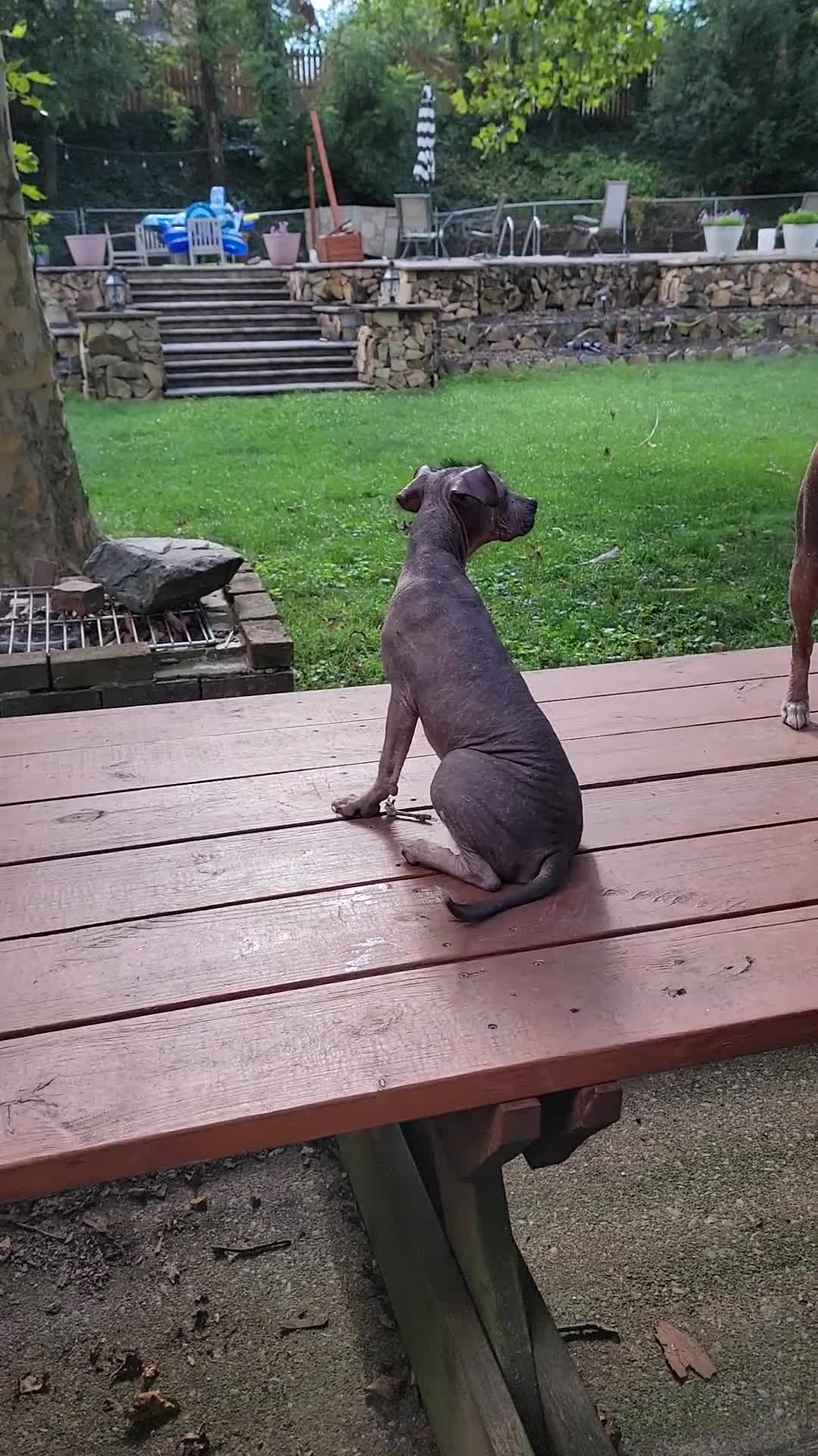 Peruvian Inca Orchid dogs for sale: Peruvian Inca Orchid 1 - Video 1