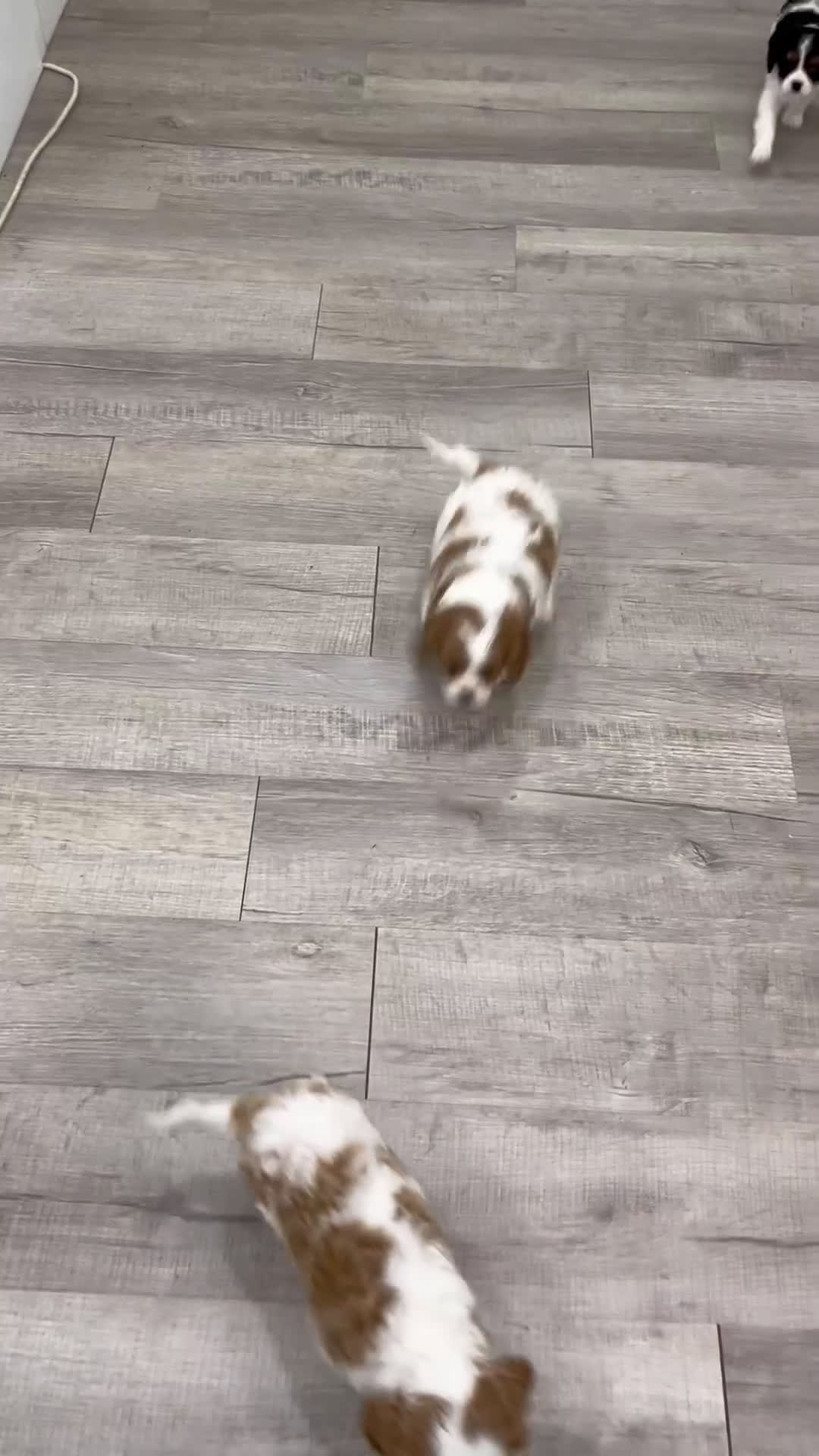 Cavalier King Charles Spaniel dogs for sale: Brady - Video 1