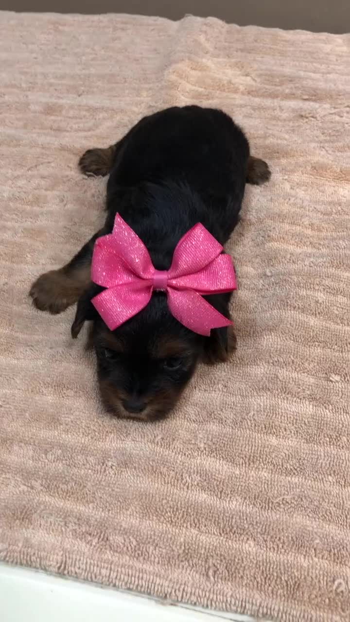 Yorkshire Terrier dogs for sale: Bubbles  - Video 1