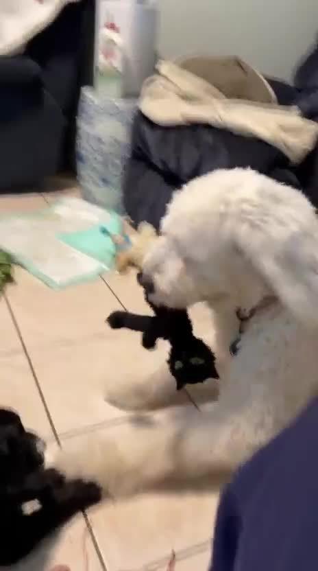 Mixed Breed dogs for sale: Estrella/Star - Video 1