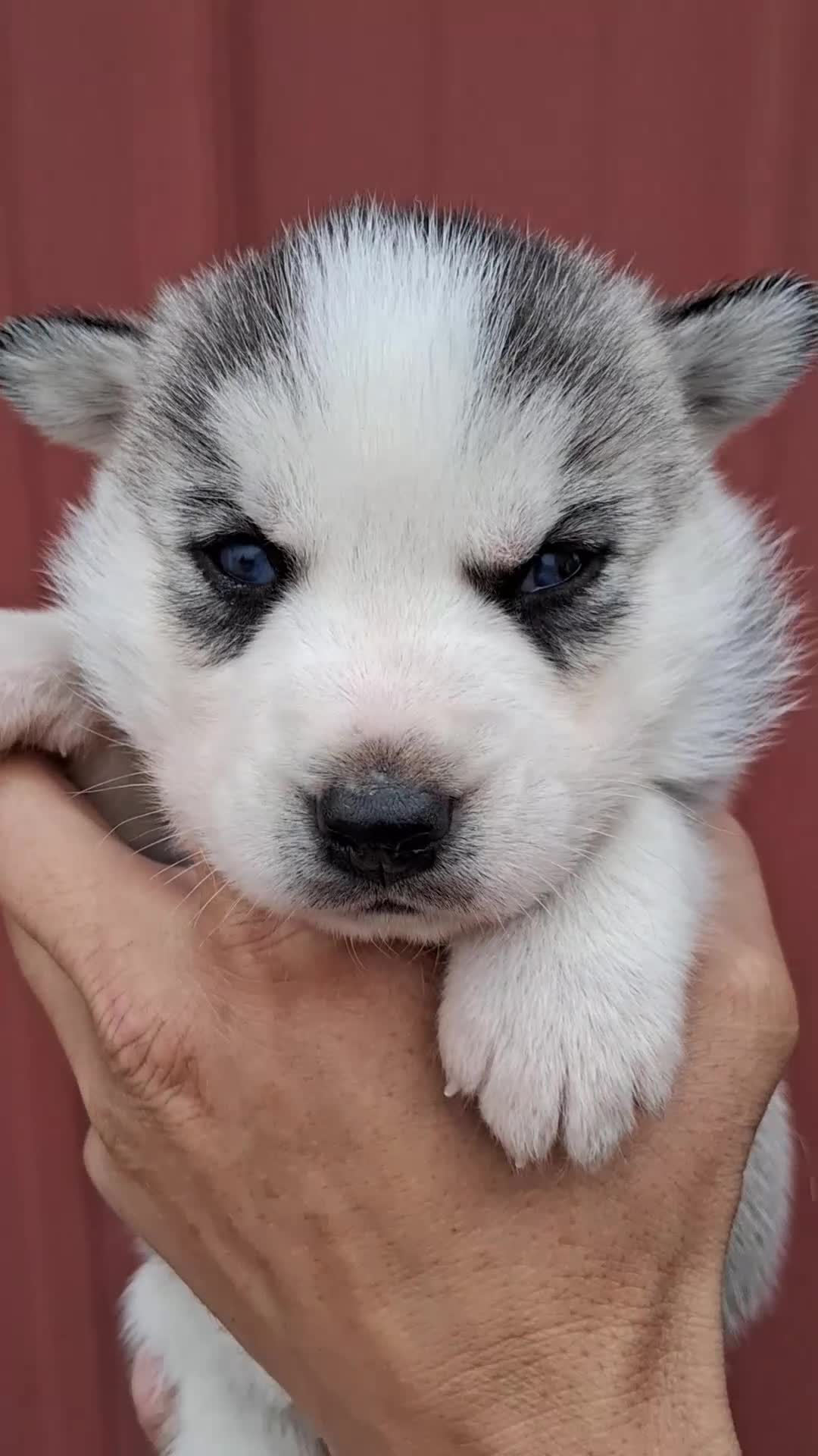 Siberian Husky dogs for sale: Daisy  - Video 1