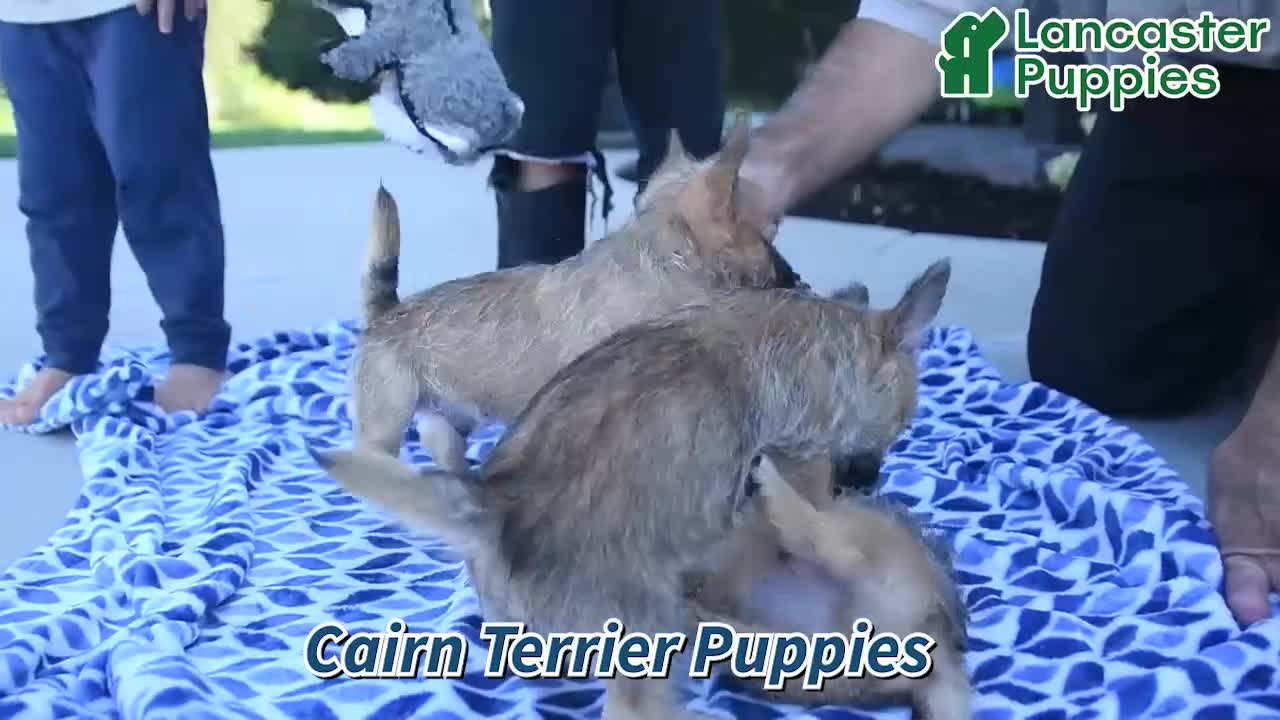 Cairn Terrier dogs for sale: Adriana - Video 1