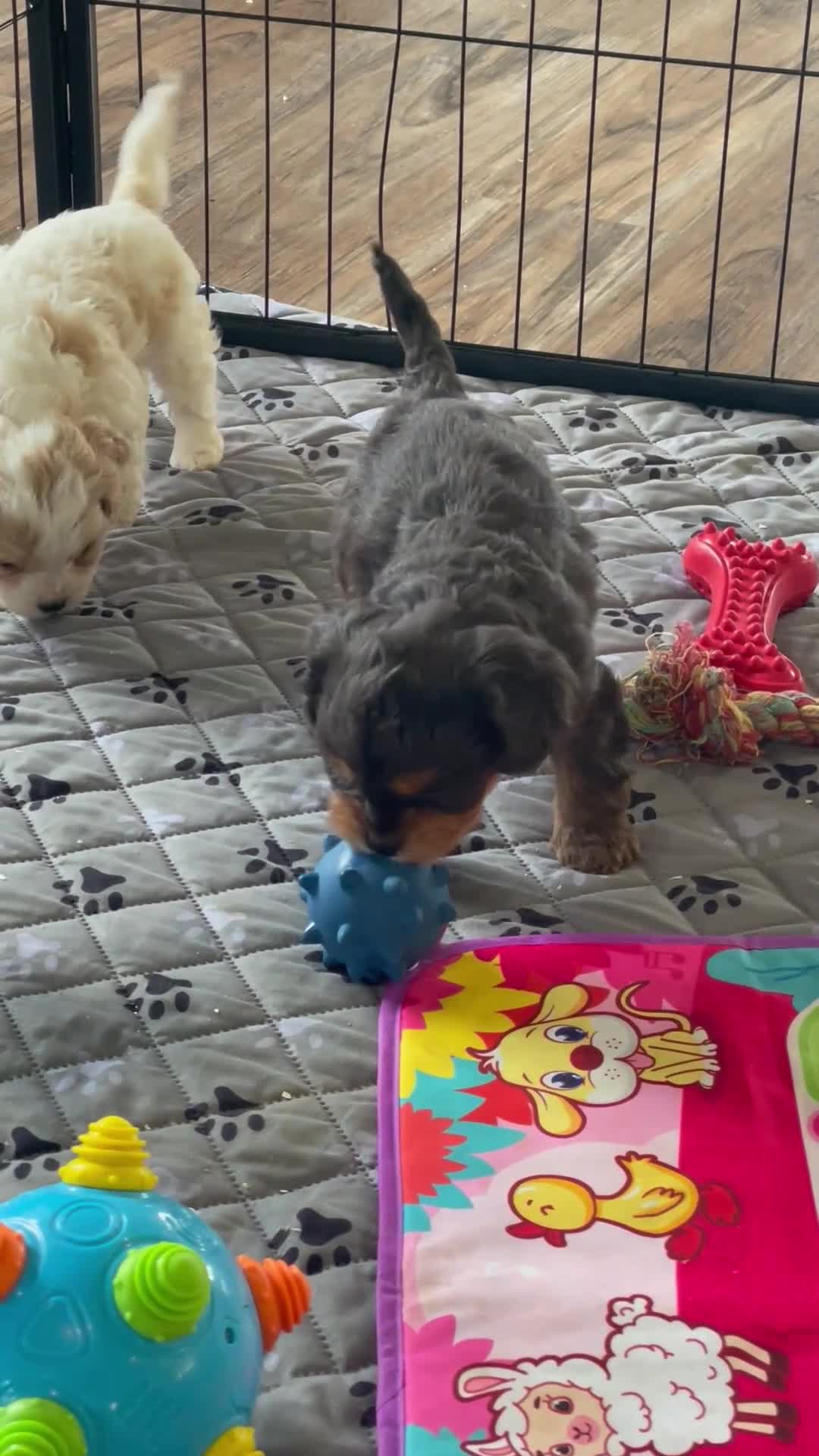 Cavapoo dogs for sale: Ms. Darla - Video 2