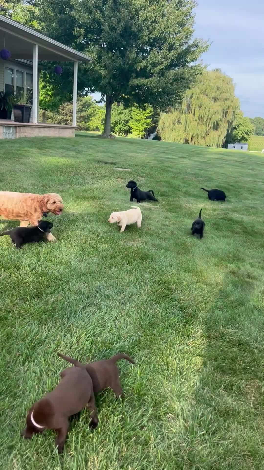 Labrador Retriever dogs for sale:  Ember - Video 1