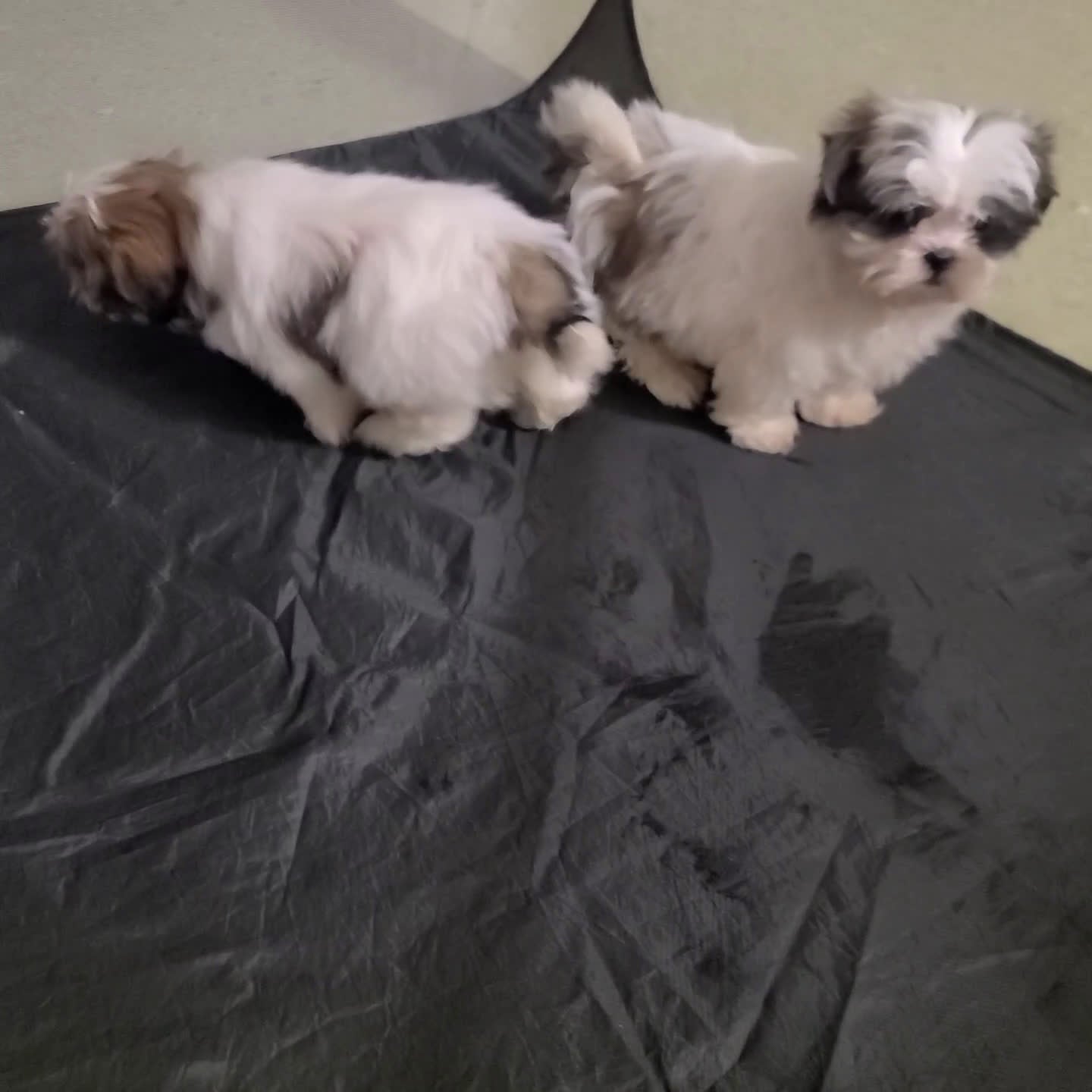 Shih Tzu dogs for sale: Benny - Video 1
