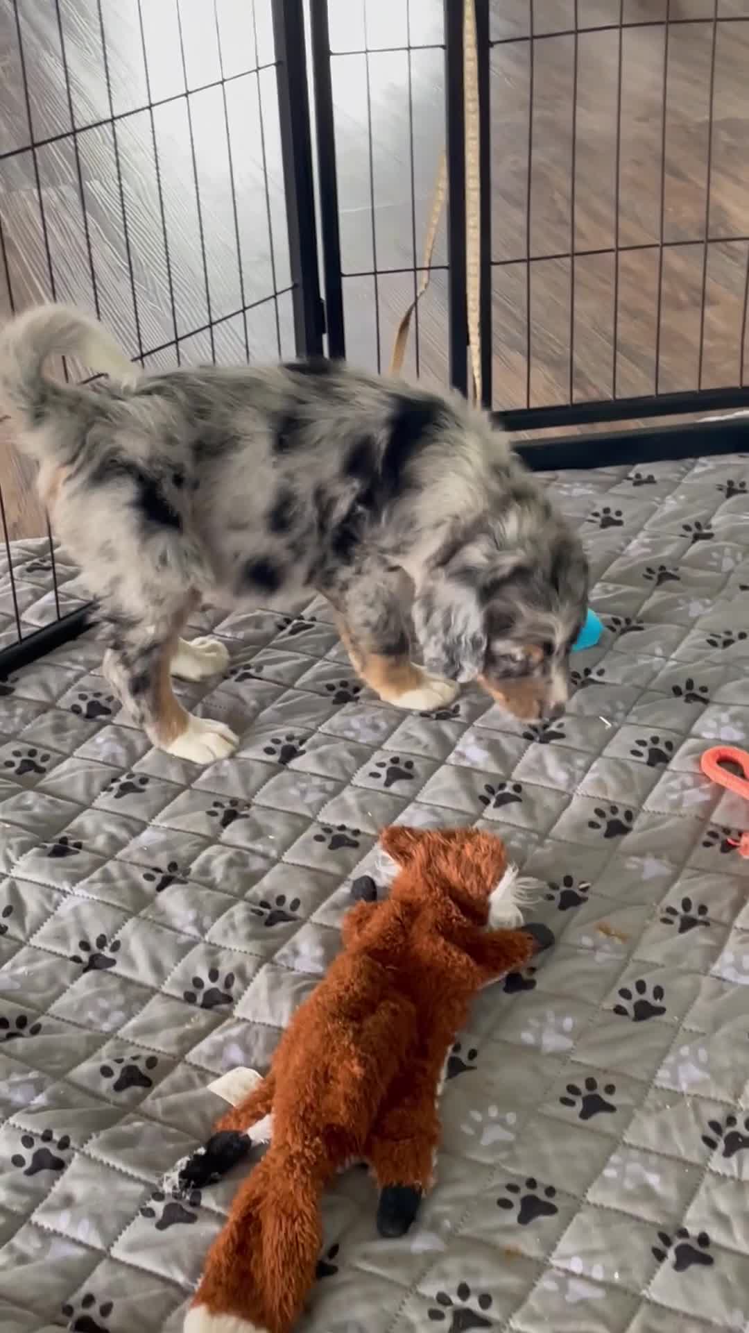 Bernedoodle dogs for sale: Mr. Hugo - Video 1