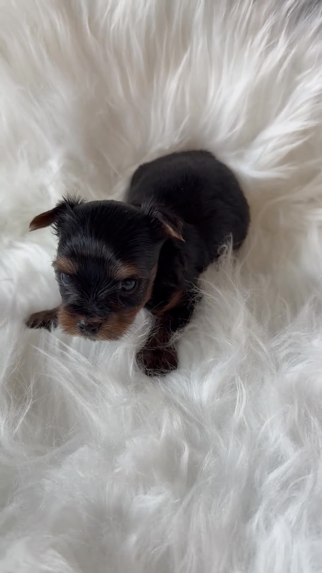 Yorkshire Terrier dogs for sale: Yorkshire Terrier 3 - Video 1