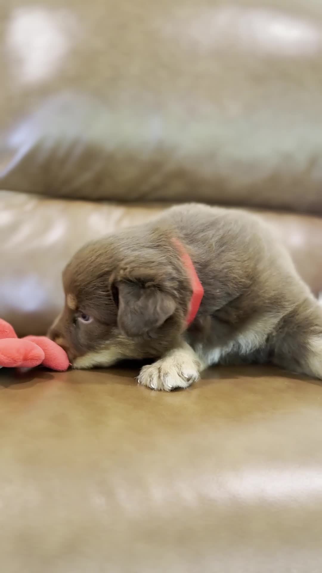 Australian Shepherd dogs for sale: Bear - Video 1