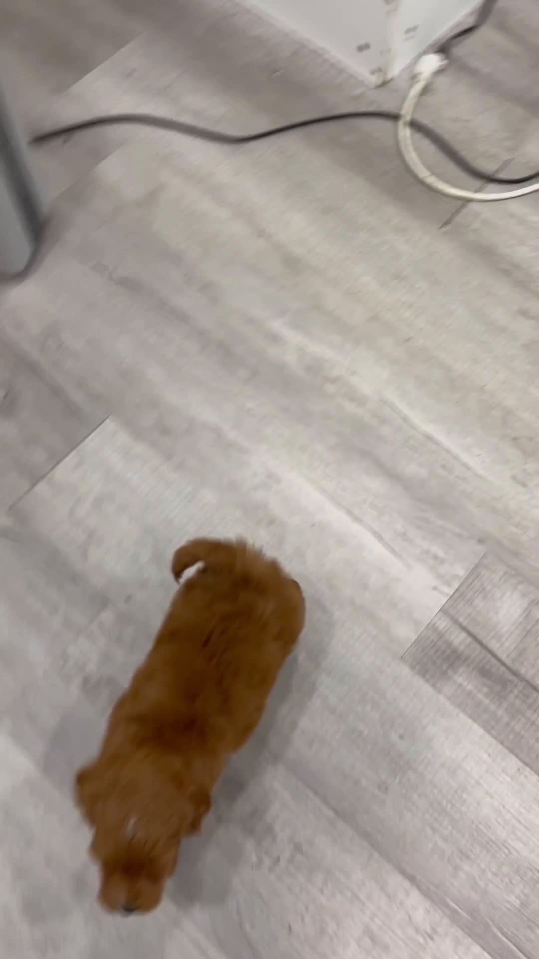 Labradoodle dogs for sale: Jewel - Video 1