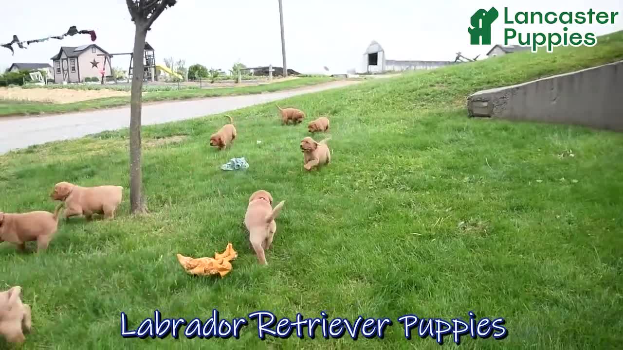 Labrador Retriever dogs for sale: Elroy  - Video 1