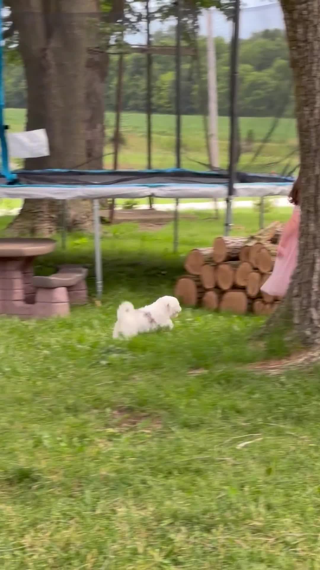 Cavapoo dogs for sale: Calvin - F1b  - Video 2