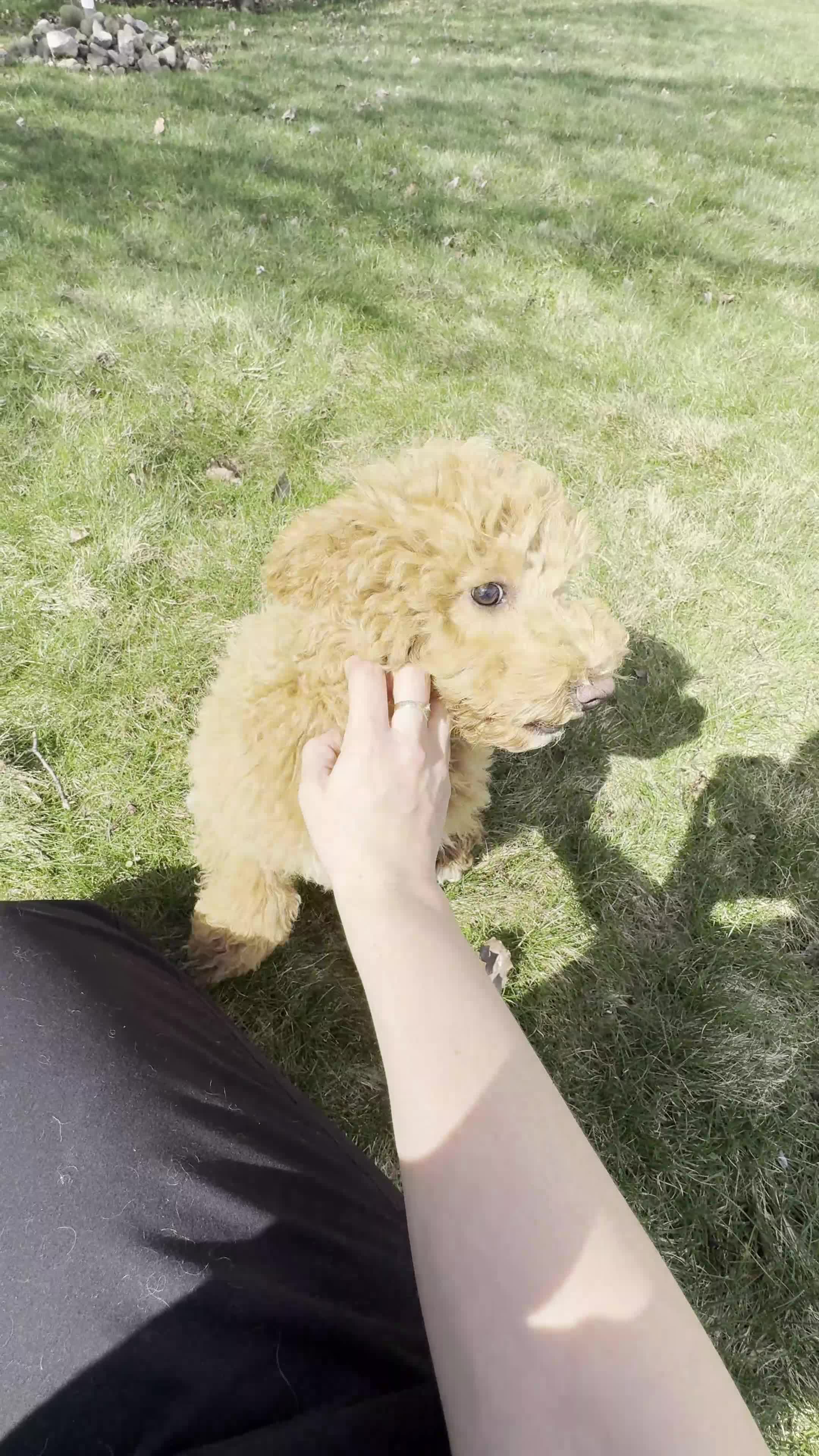 Cavachon dogs for sale: Jack - Video 1