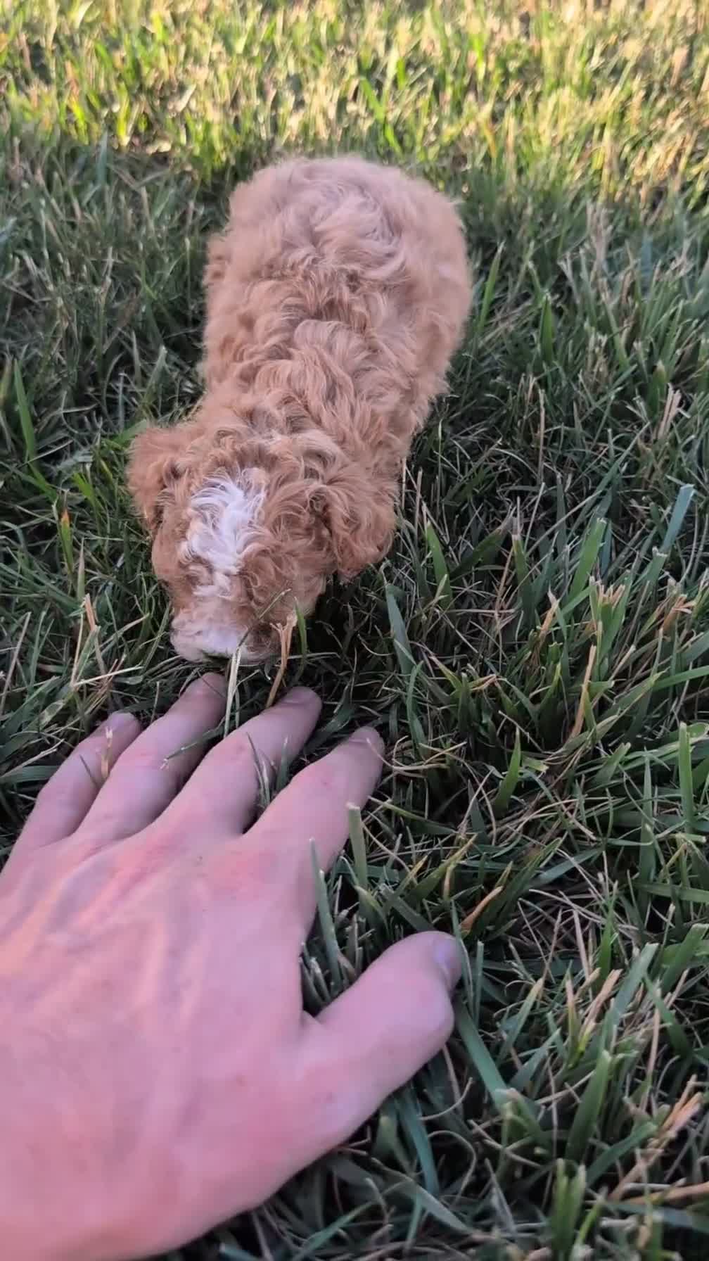 Cavapoo dogs for sale: Sparky - Video 1