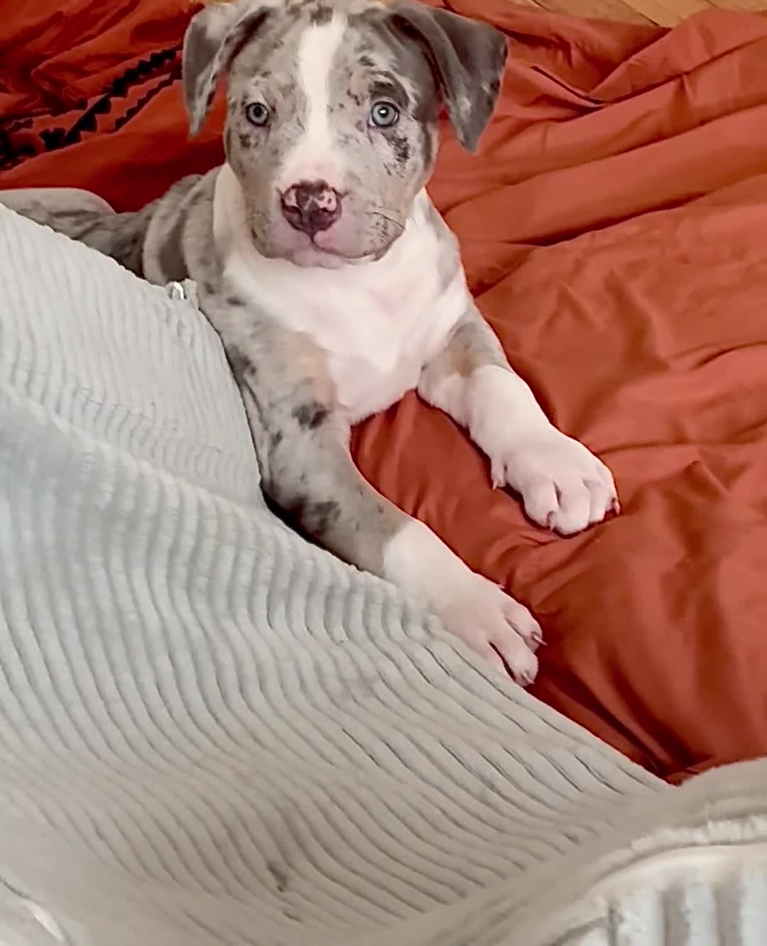American Bully dogs for sale: American Bully (Female#1) - Video 1