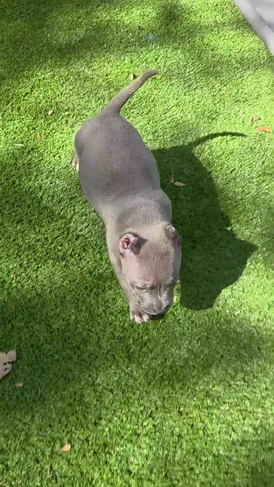 American Bully dogs for sale: American Bully Puppy 1 - Video 1