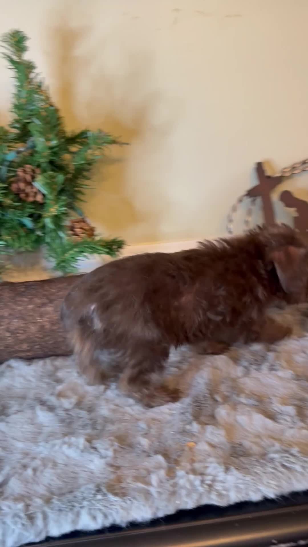 Yorkiepoo dogs for sale: Cindy - Video 1