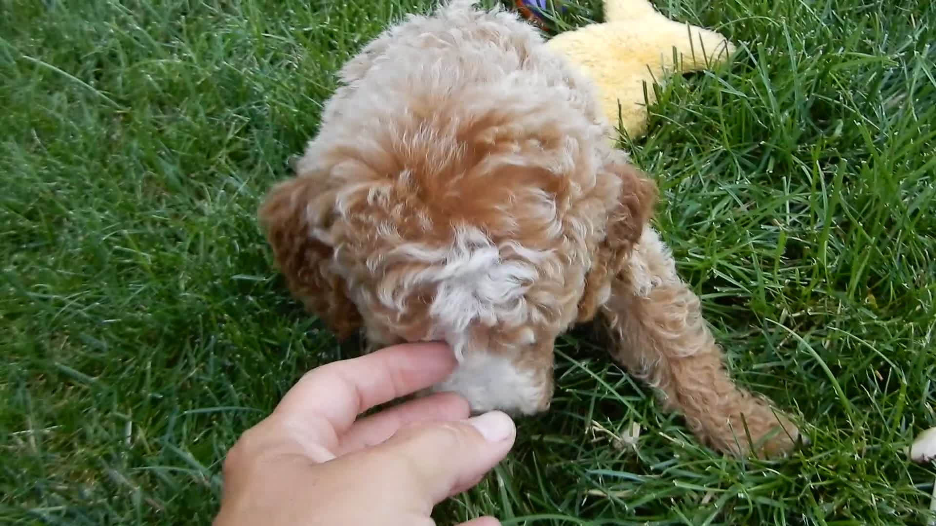 Mini Goldendoodle dogs for sale: Brody - Video 2