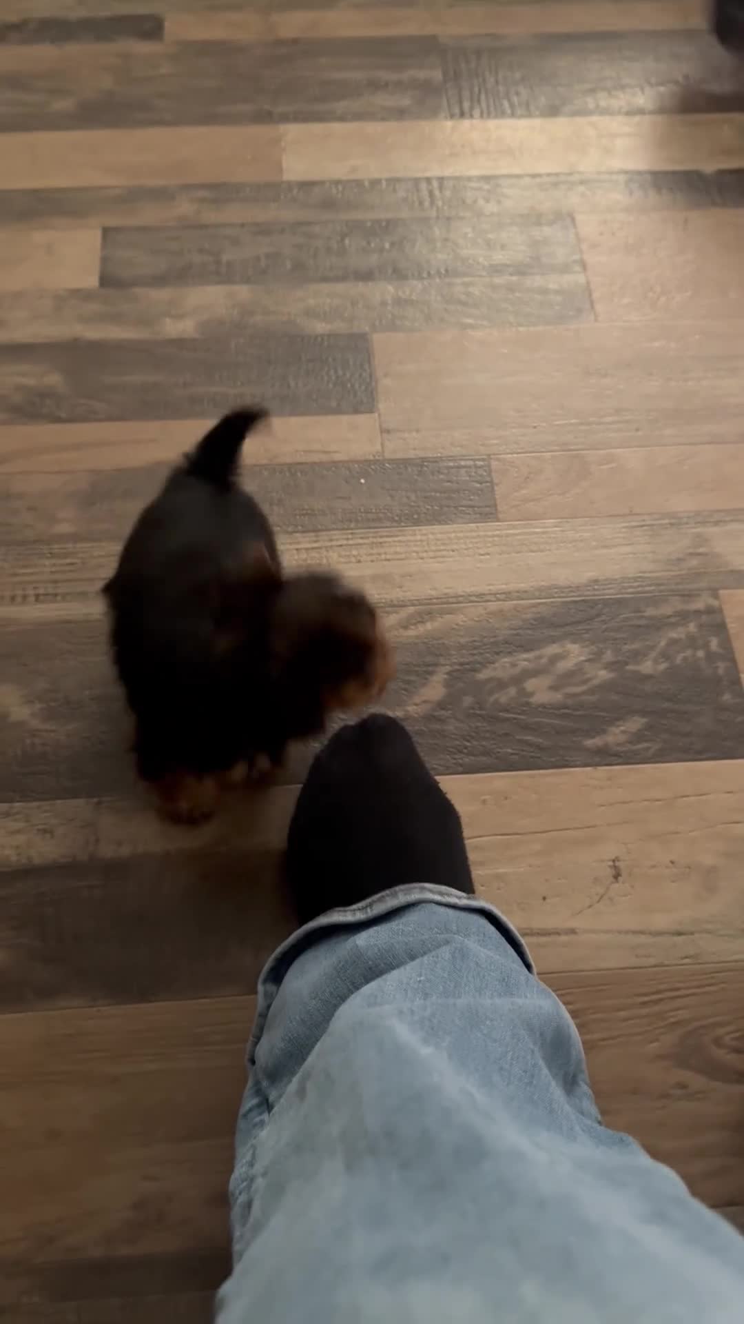 Yorkshire Terrier dogs for sale: Buddy - Video 1