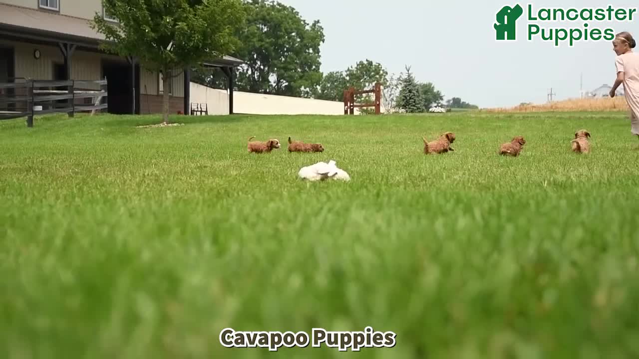 Cavapoo dogs for sale: Grace - Video 1