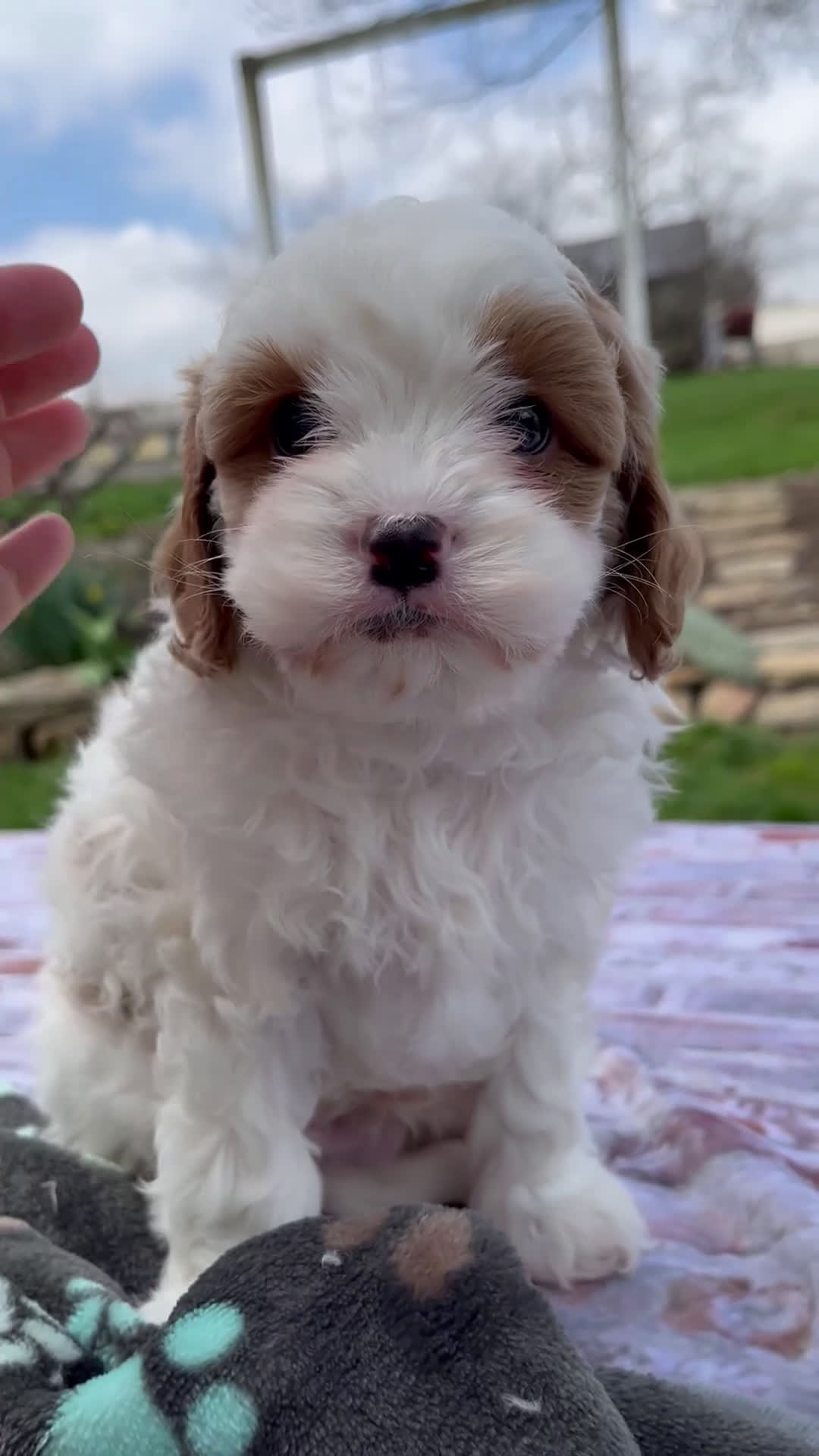 Cavapoo dogs for sale: Logan - Video 1