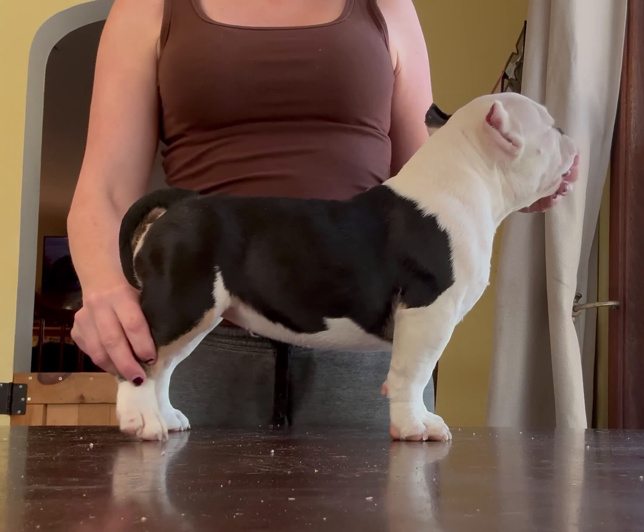 American Bully dogs for sale: Micro Girl  - Video 1