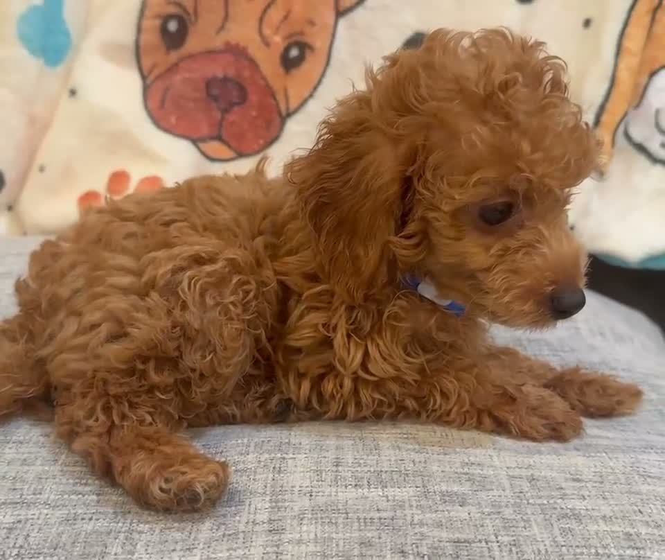 Toy Poodle dogs for sale: Maximilian - Video 1