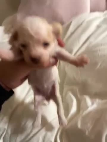 Shihpoo dogs for sale: Shihpoo 2 - Video 1