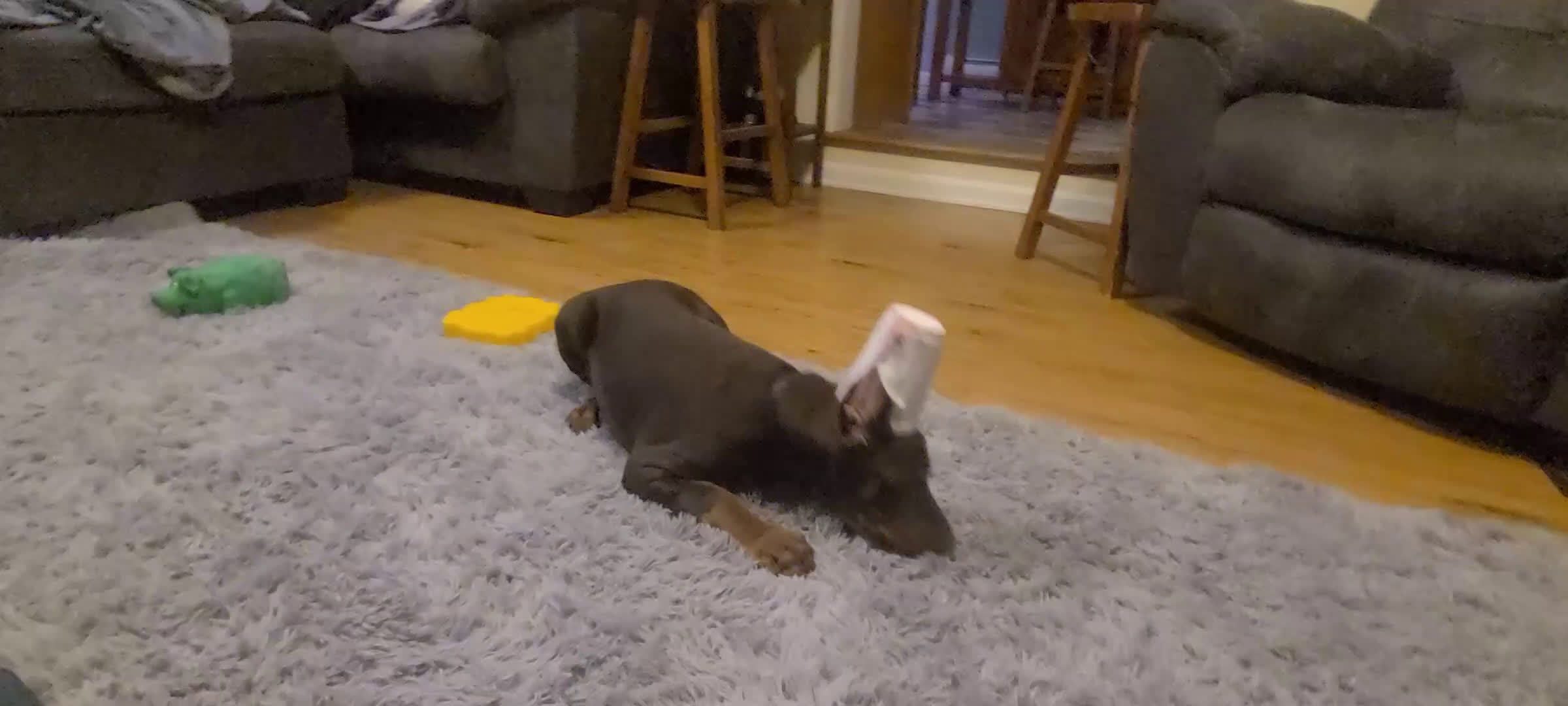 Doberman Pinscher dogs for sale: Gustav  - Video 3