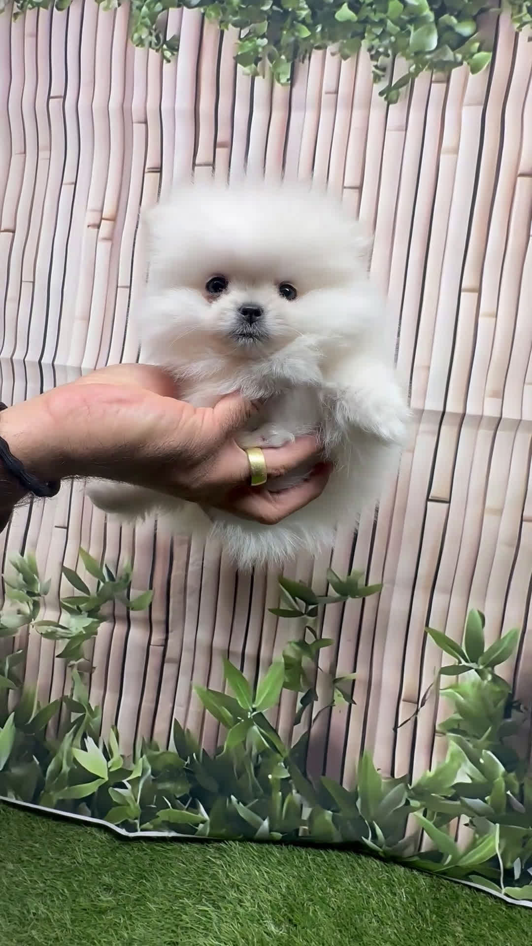 Pomeranian dogs for sale: Pomeranian Puppy 1 - Video 2