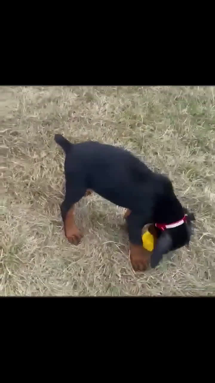 Doberman Pinscher dogs for sale: Zara AKC European Doberman HUGE - Video 5