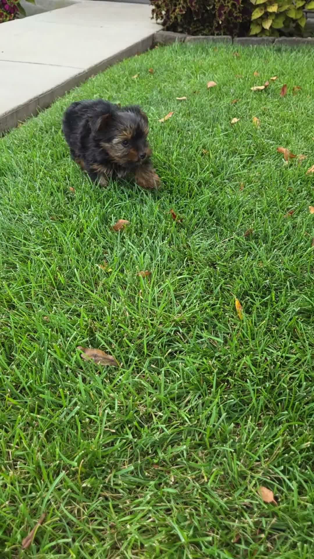 Yorkshire Terrier dogs for sale: Cooper - Video 1