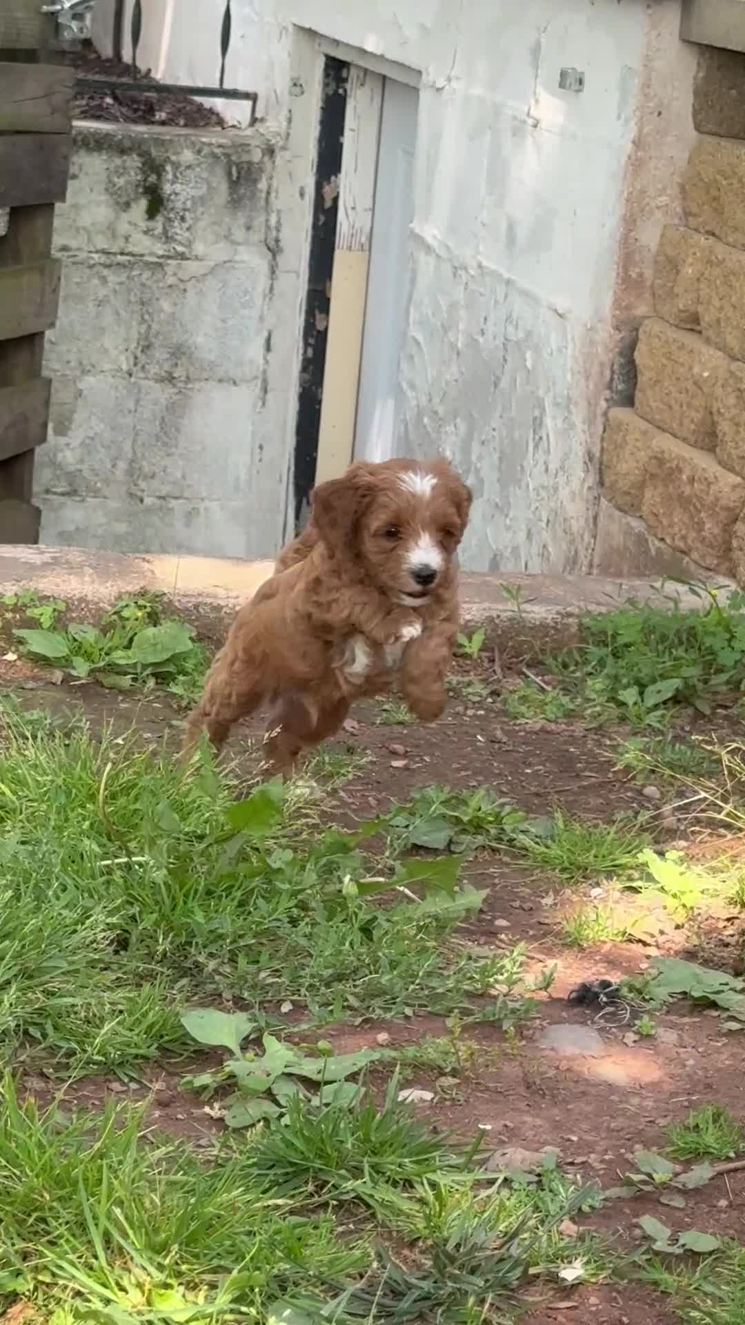 Cavapoo dogs for sale: Conner - Video 1