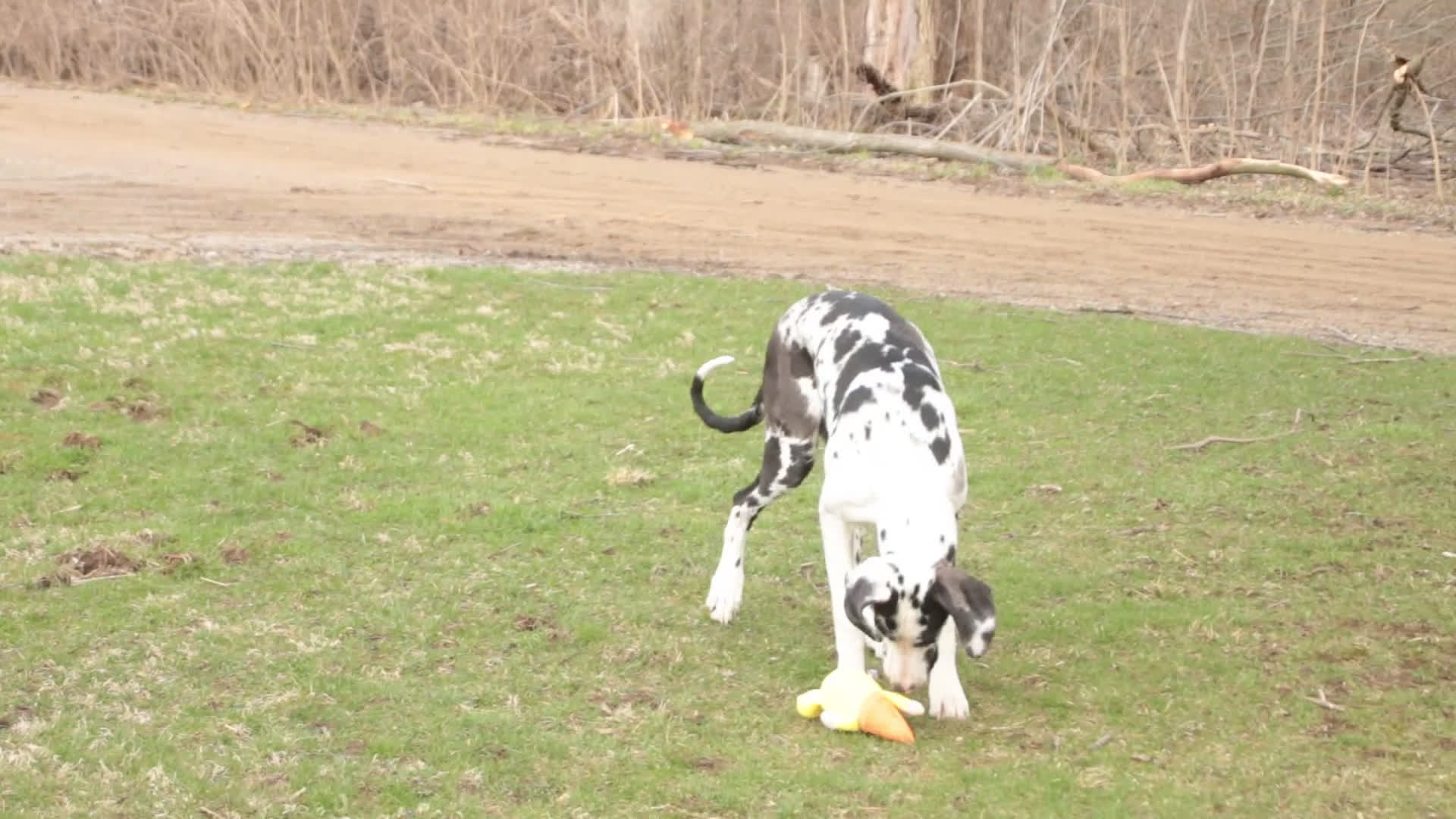 Great Dane dogs for sale: Jackie - Video 1