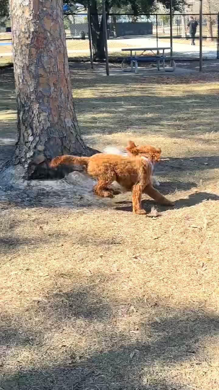 Pomeranian dogs for sale: Kodak - Video 3