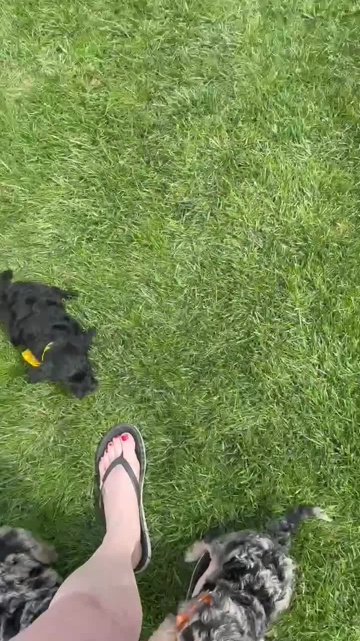 Mini Bernedoodle dogs for sale: Mini Baxter - Video 1