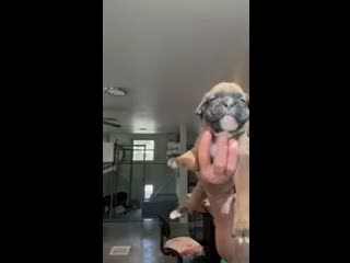 Boxer dogs for sale: Maverick AKC Fawn Boxer - Video 1
