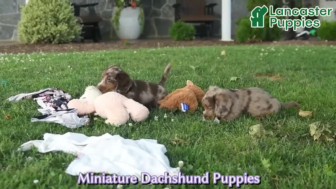 Miniature Dachshund dogs for sale: Pom pom - Video 1