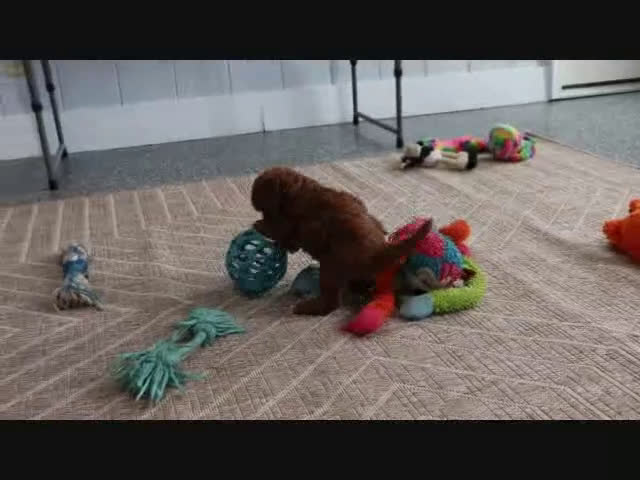 Mini Goldendoodle dogs for sale: Sarge - Video 5