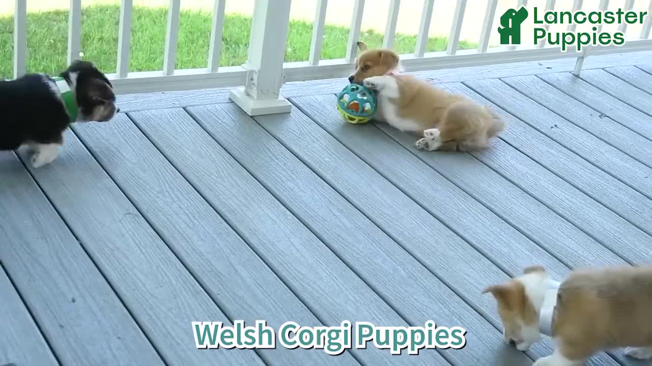 Welsh Corgi Pembroke dogs for sale: Rosa  - Video 1