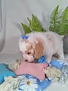 Bichpoo dogs for sale: Jasmine - Video 1