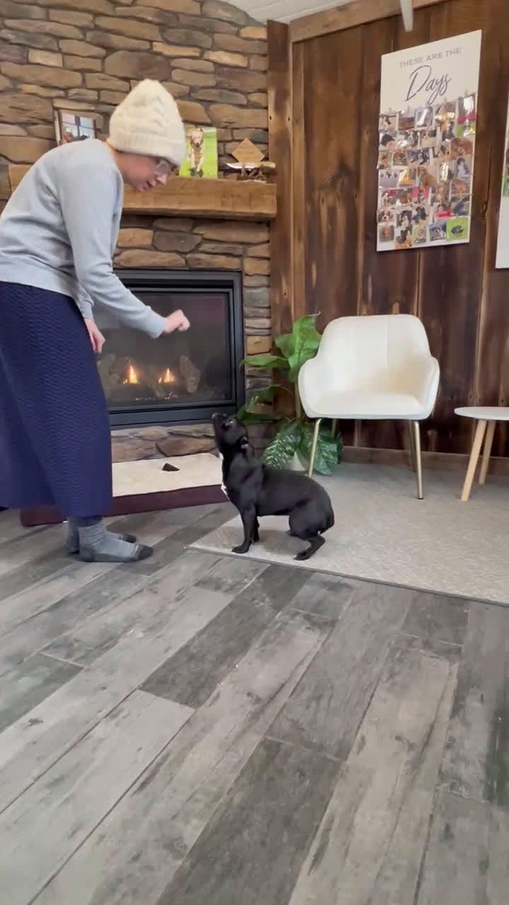 Frenchton dogs for sale: Lola - Video 1