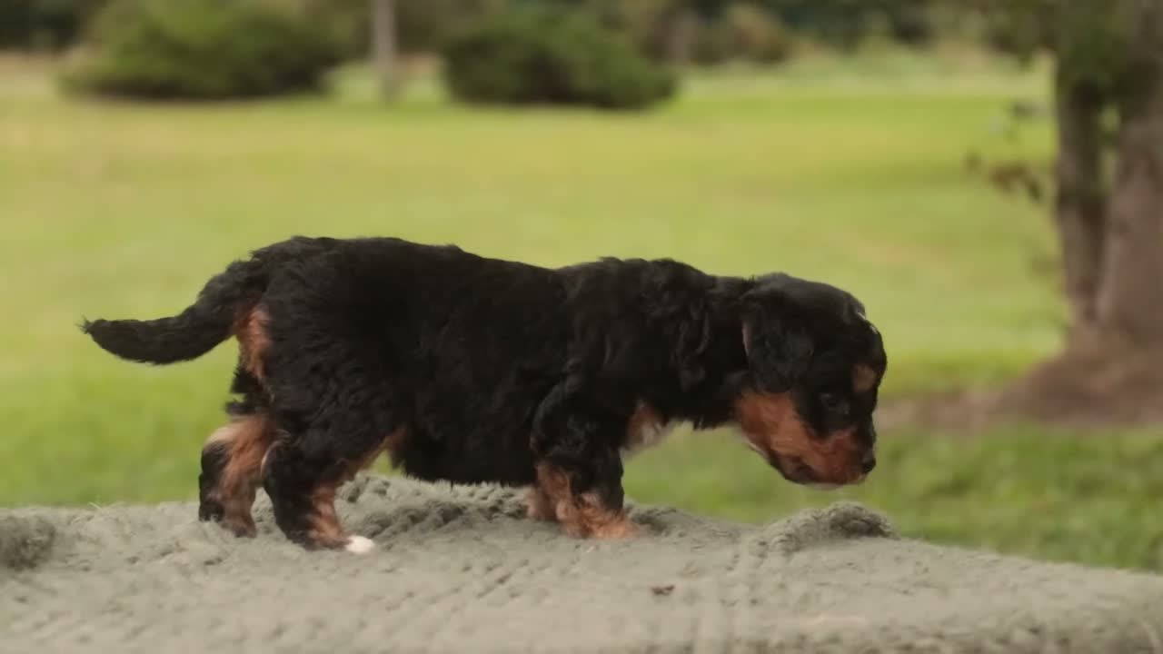 Mini Bernedoodle dogs for sale: Harvest F1 Mini Bernedoodle  - Video 1