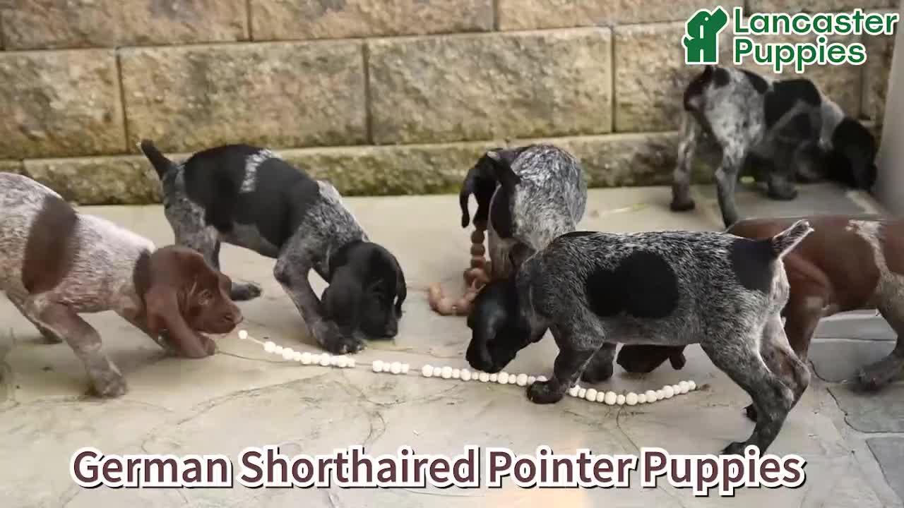German Shorthaired Pointer dogs for sale: Alisa - Video 1