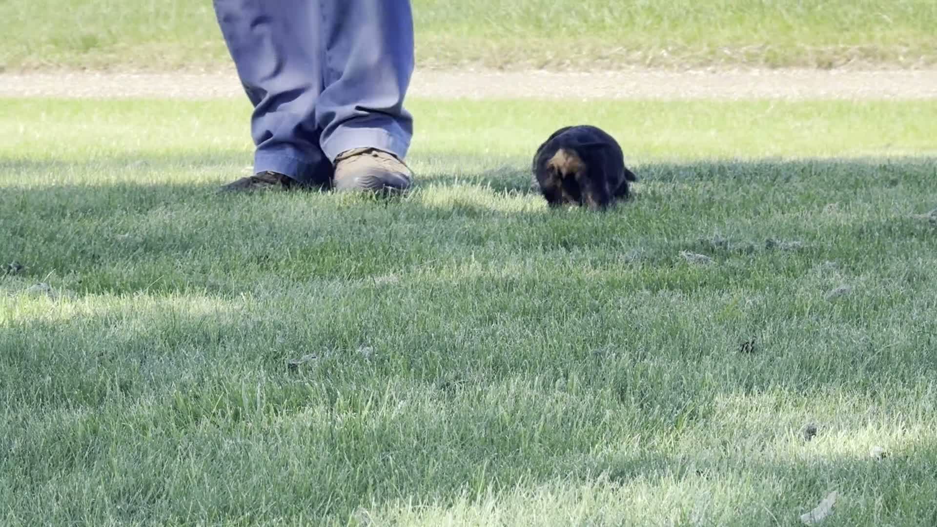 Dachshund dogs for sale: Devo - Video 1