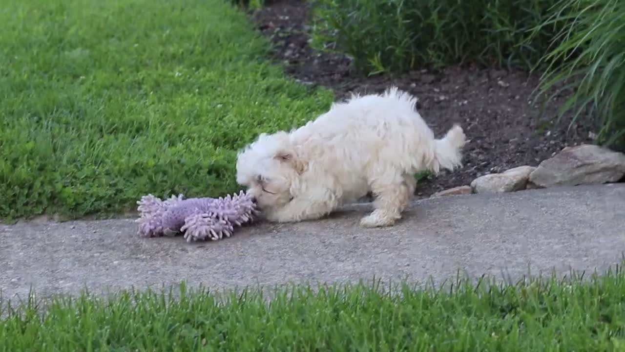 Maltipoo dogs for sale: Ana - Video 1