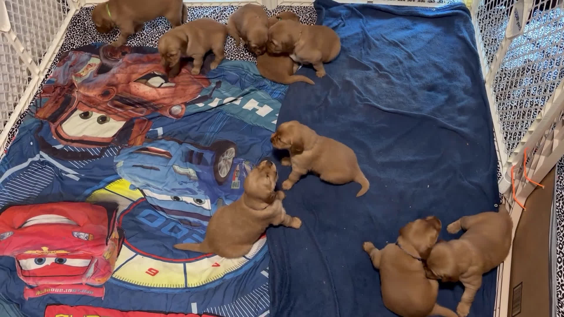 Golden Retriever dogs for sale: Red Girl  - Video 2