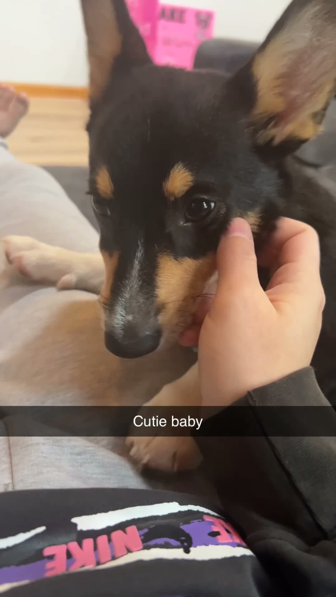 American Corgi dogs for sale: Tululah (Tulley) - Video 1
