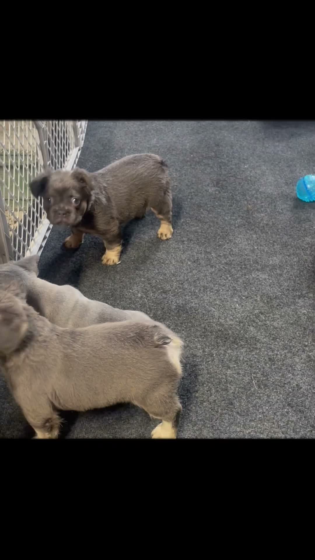 French Bulldog dogs for sale: Fluffy Blue and Tan Female French Bulldog - Video 1