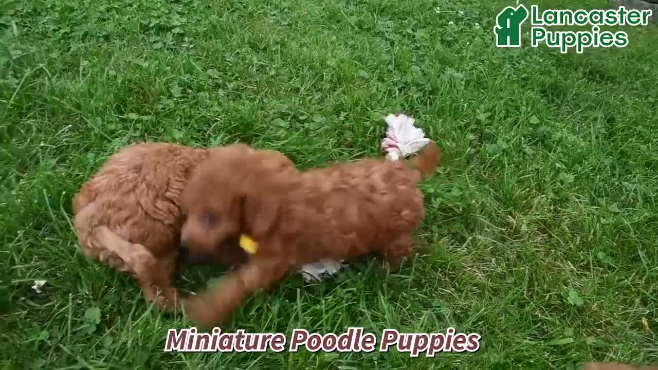 Miniature Poodle dogs for sale: Phil  - Video 1